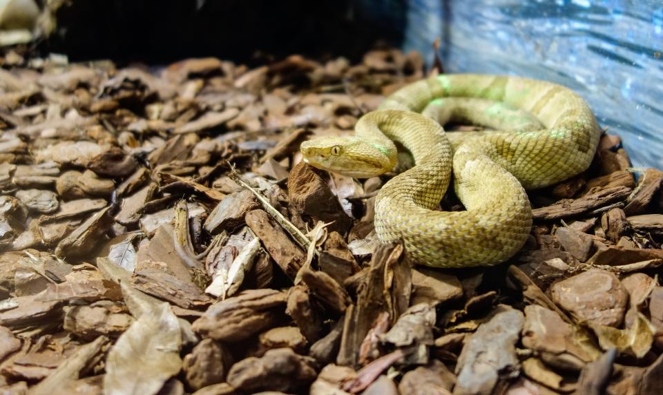 Golden lancehead snake on the ground.
