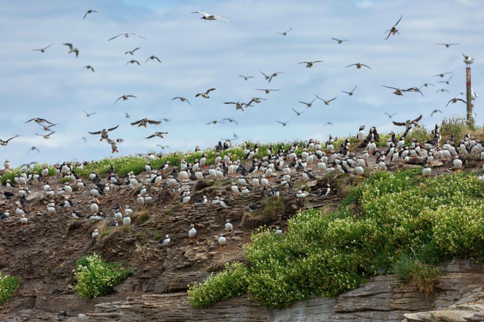 Numerous puffins perched on a cliff, with more in flight.