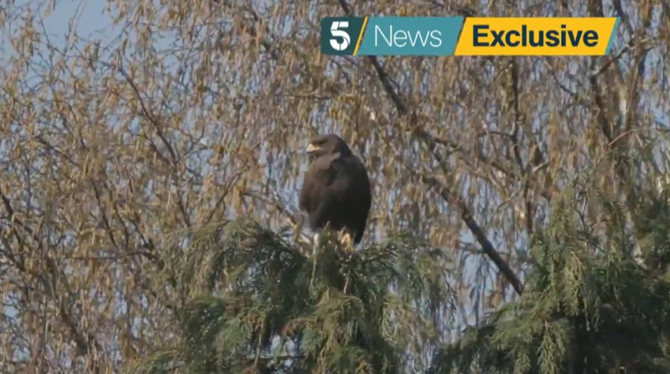 Hawk perched in tree.