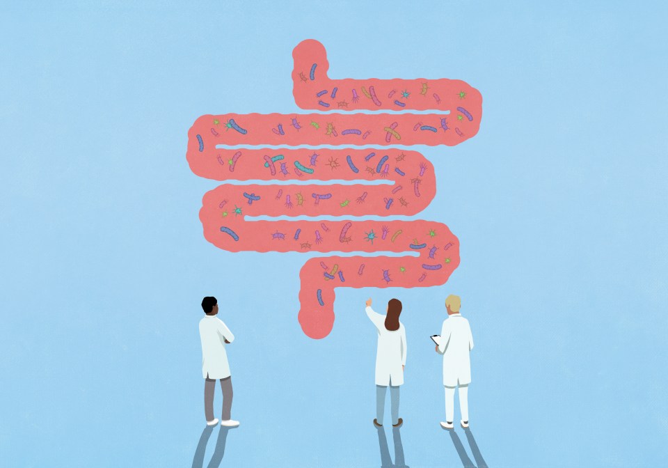 Illustration of three scientists examining an illustration of the human intestine and its microbiome.