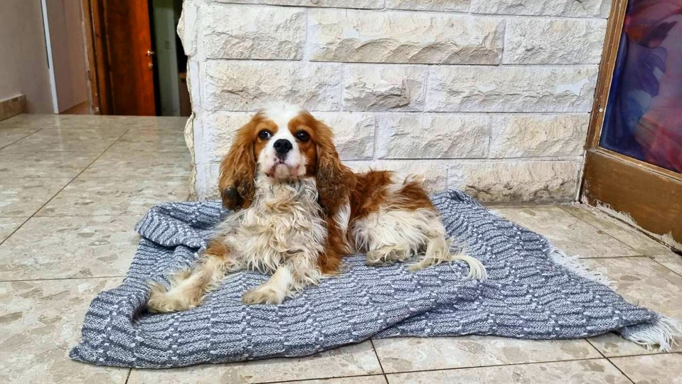A Cavalier King Charles Spaniel lying on a blanket.