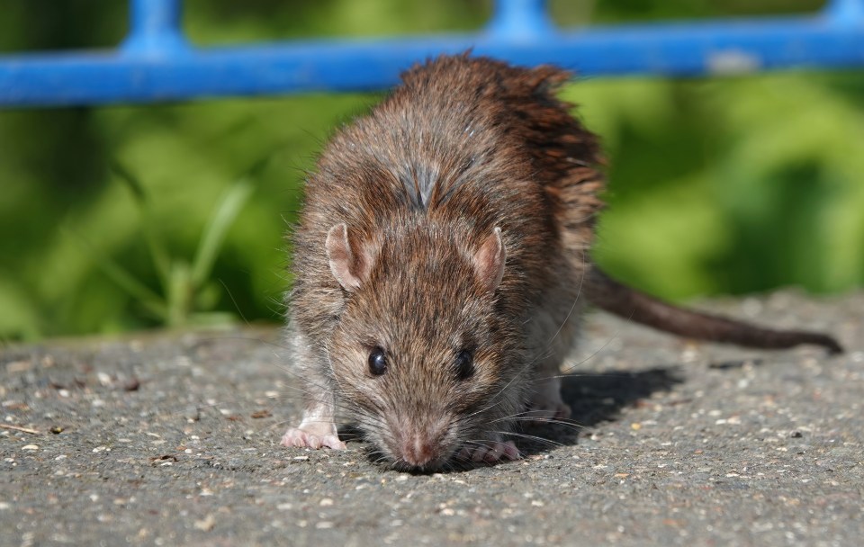 Brown rat sniffing food on a footpath.