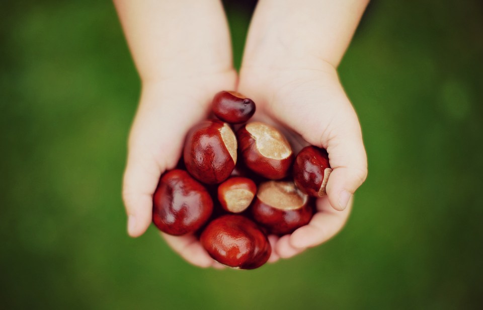 Child's hands holding conkers.