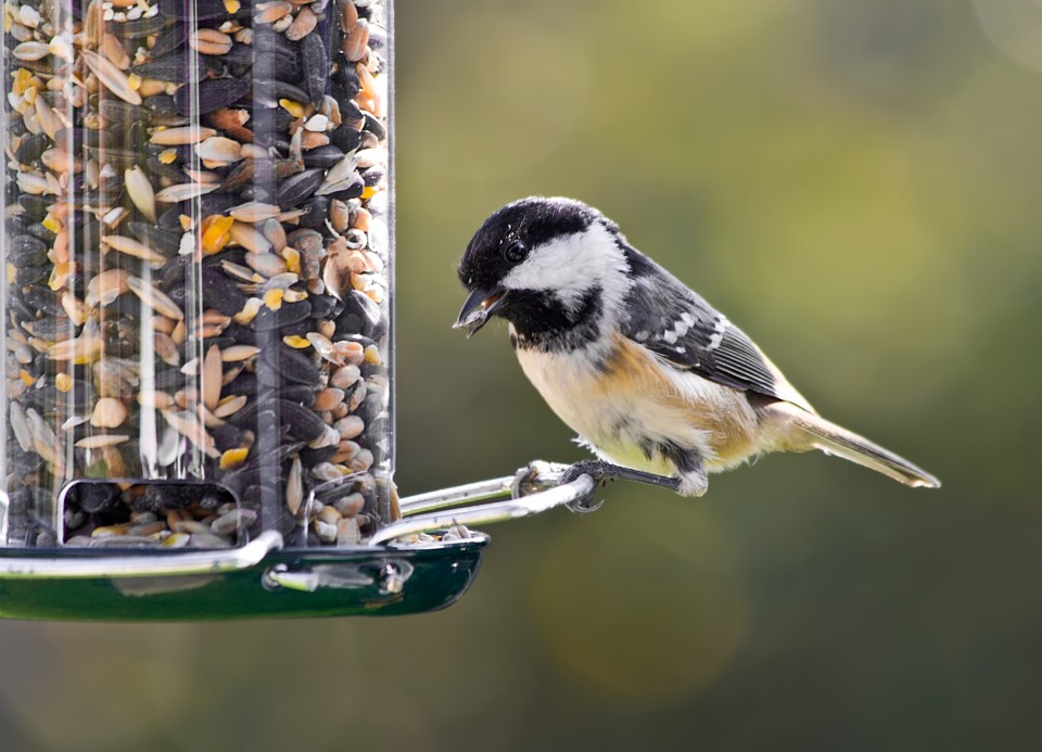 Coal tit feeding at a bird feeder.