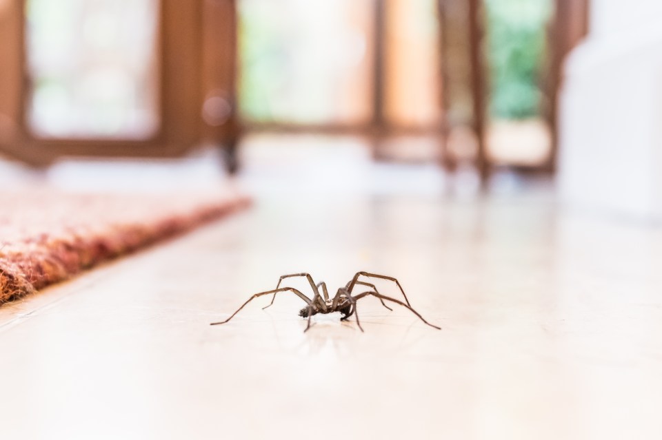 House spider on a tiled floor.