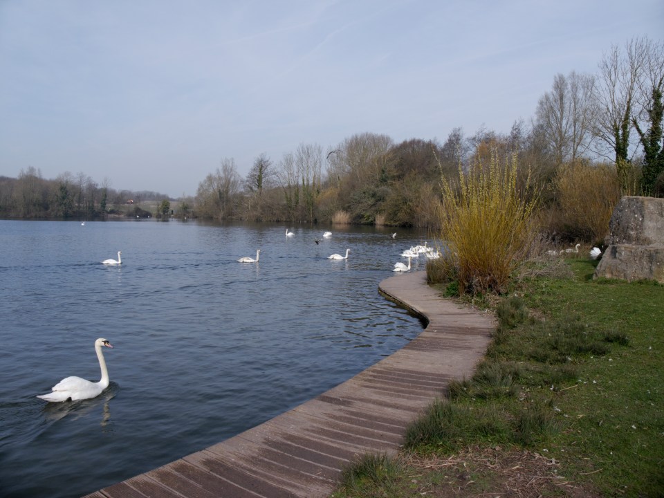 Swans on a lake with a wooden walkway.