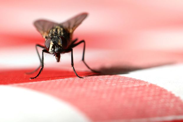 An image collage containing 1 images, Image 1 shows Macro photograph of a housefly on a red and white surface