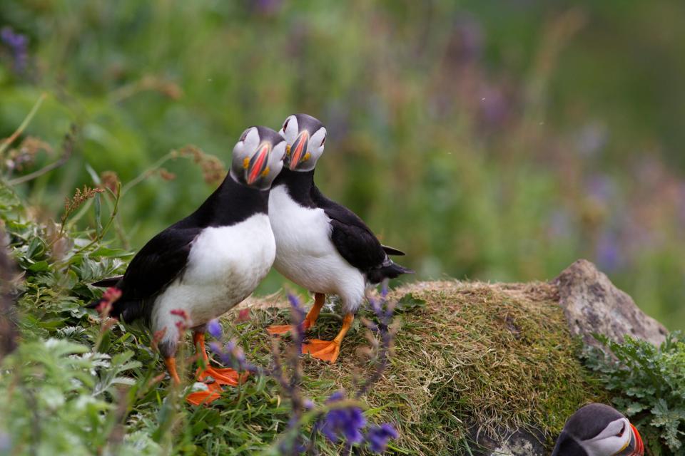 Two puffins standing close together on a grassy rock.