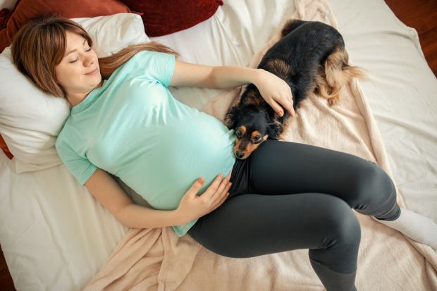 An image collage containing 1 images, Image 1 shows Pregnant woman relaxing in bed with her dog
