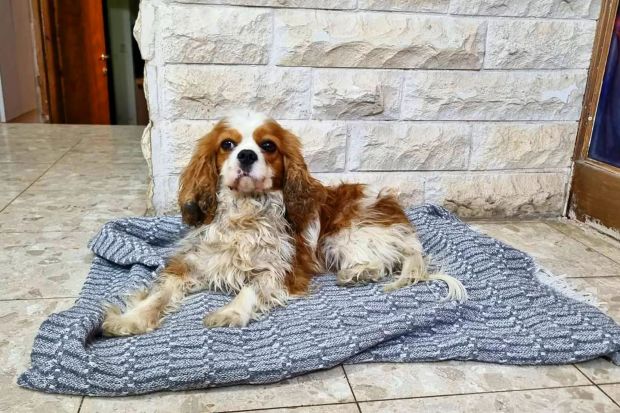 An image collage containing 1 images, Image 1 shows A Cavalier King Charles Spaniel lying on a blanket