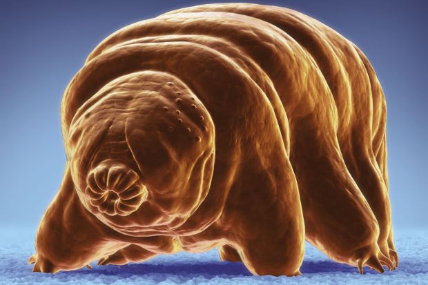 An image collage containing 1 images, Image 1 shows Illustration of a water bear (tardigrade) crawling
