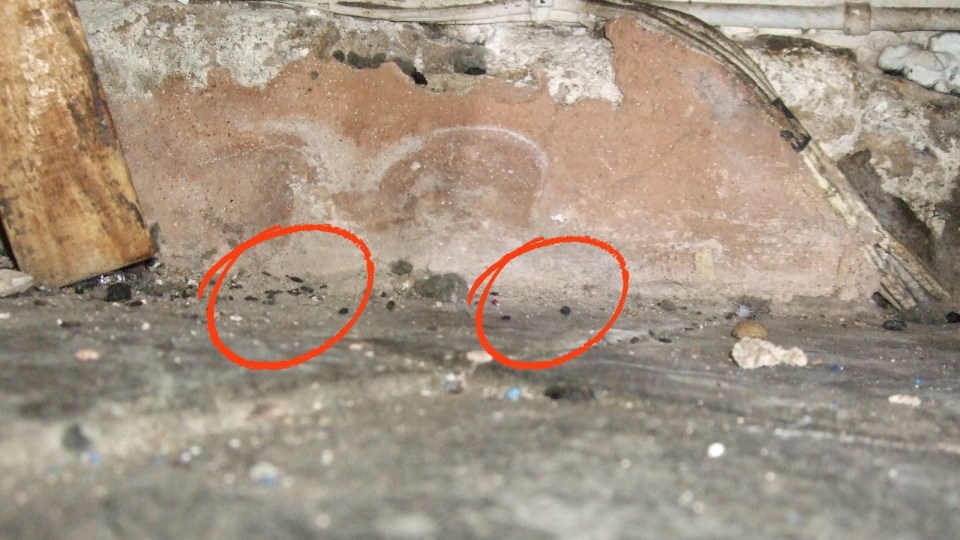 Photo of cockroach droppings in a restaurant.