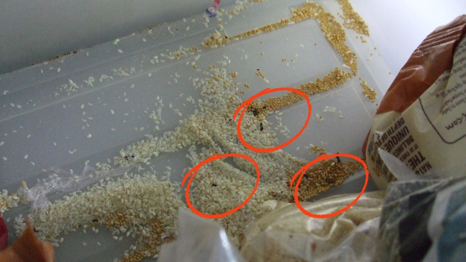 Photo of rice and seeds with rodent droppings.