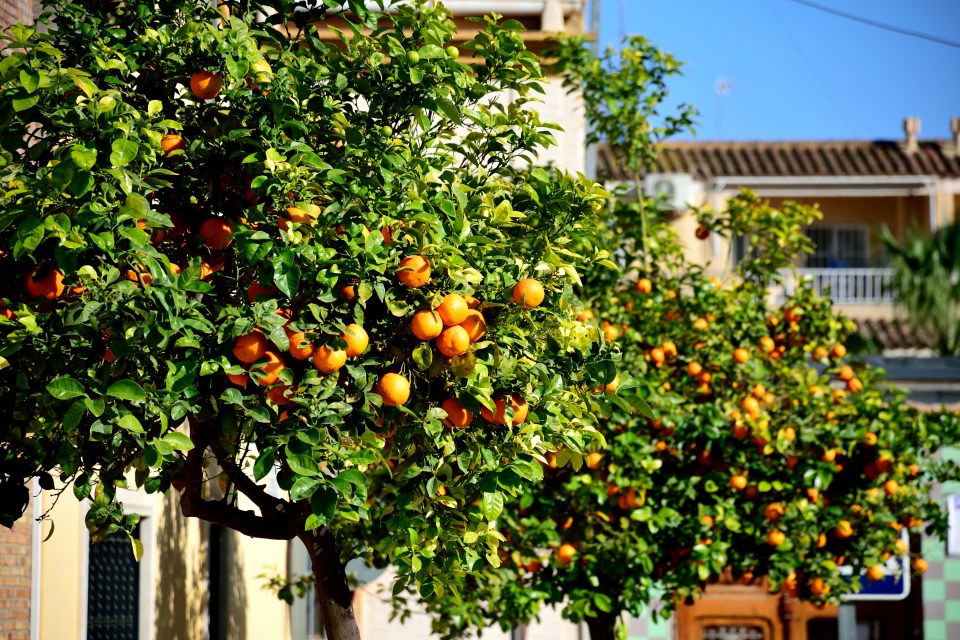 Ornamental orange trees laden with fruit lining a city street.