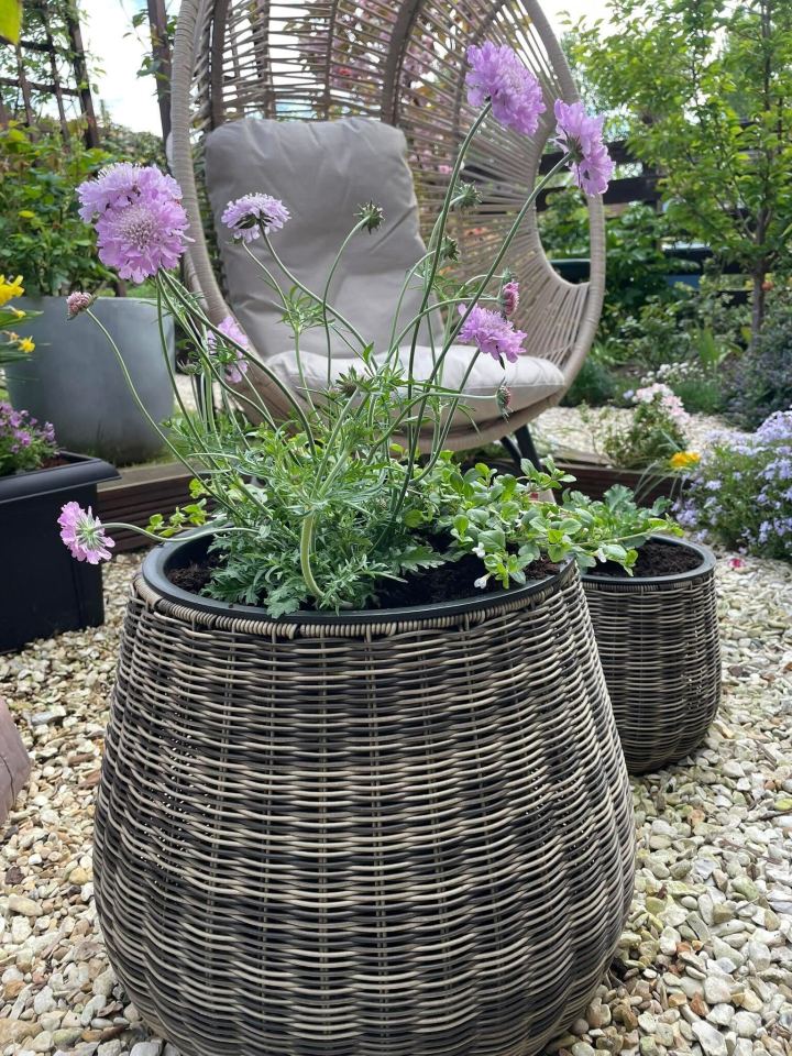 Purple flowers in wicker planters in a garden.