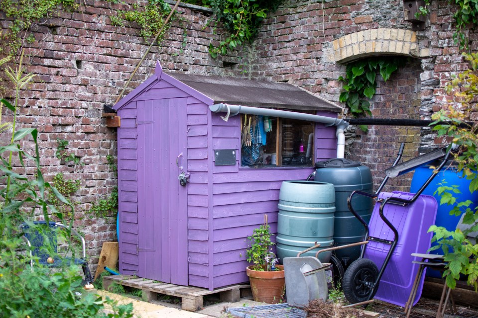 Purple shed in a community garden.