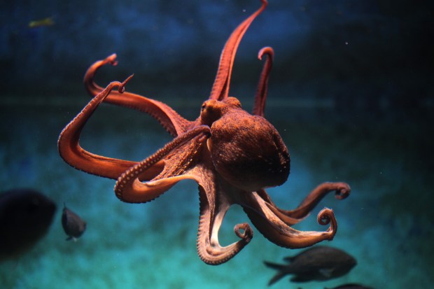 Common octopus (Octopus vulgaris) underwater.