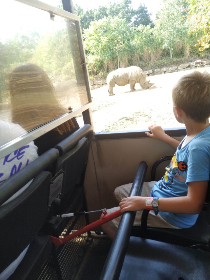 A boy looks at a rhinoceros from a safari vehicle.