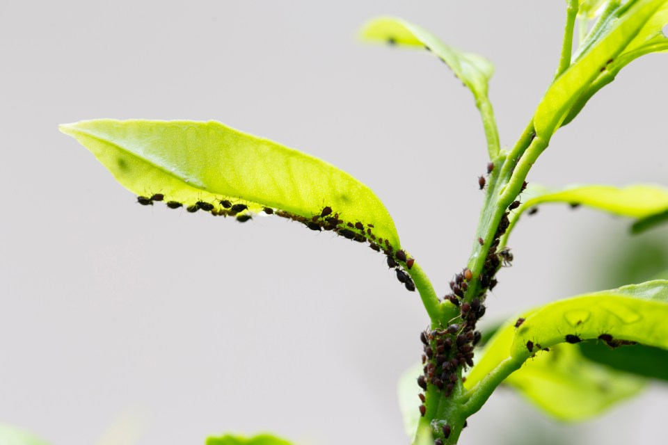 Aphids infesting a plant's leaves and stem.