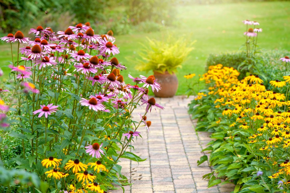 Garden path lined with purple coneflowers and yellow flowers.