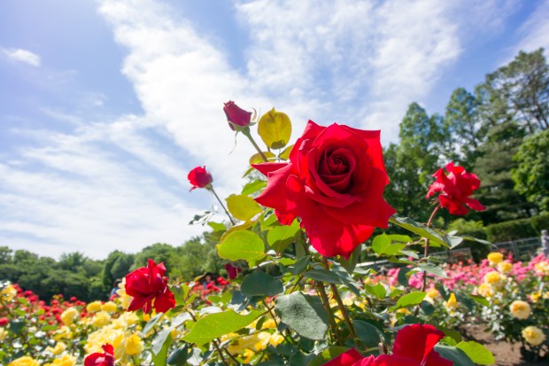 Red rose in a garden.