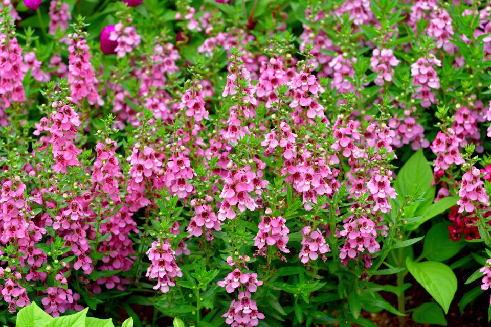 Pink Angelonia flowers in bloom.