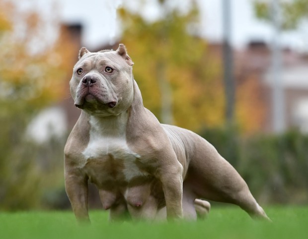 A light brown American Bully puppy standing in a grassy field.