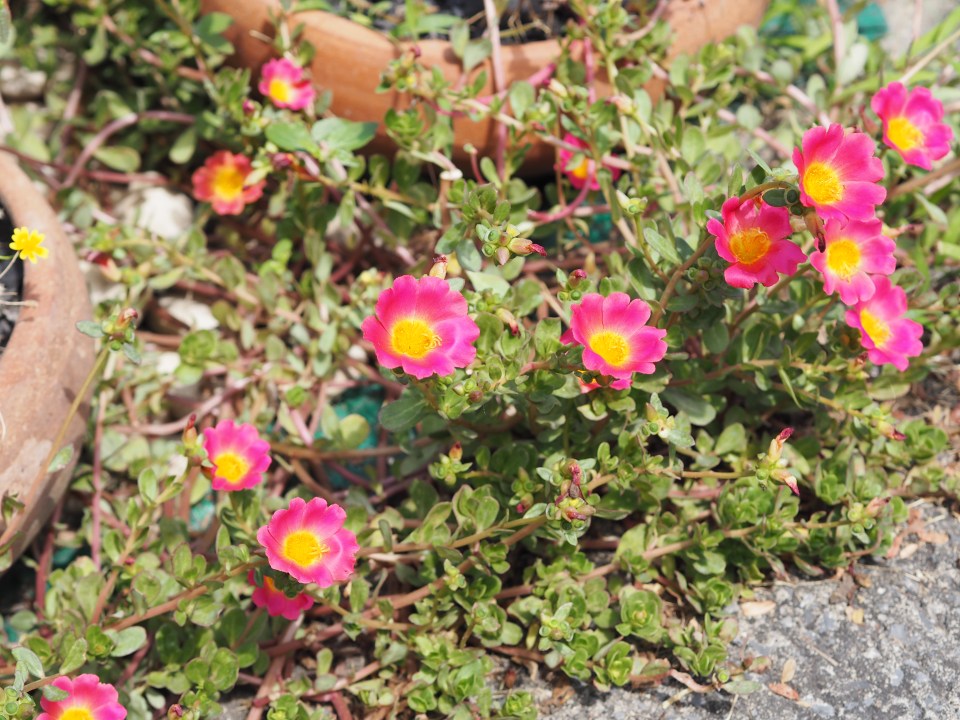 Common purslane (Portulaca oleracea) with pink flowers.