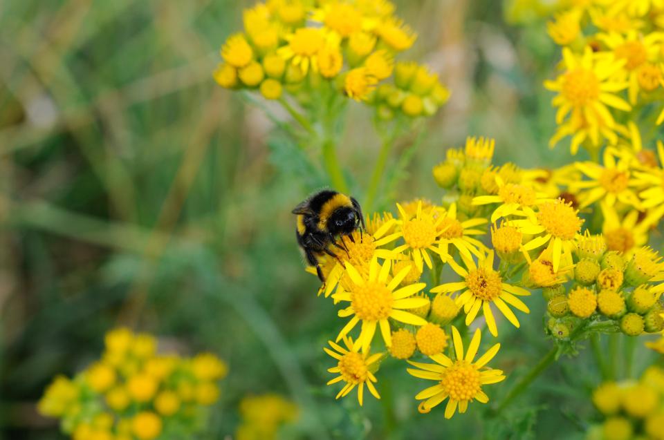 Buff-tailed bumble bee on common ragwort.