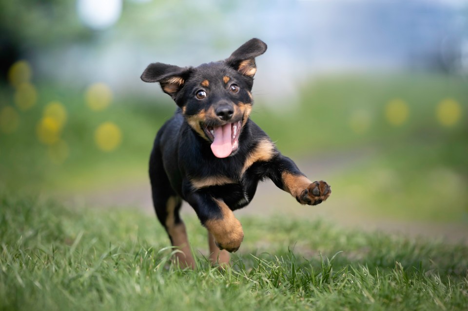 Happy puppy running in the grass.