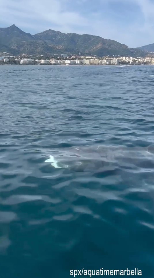 A 12-meter basking shark swimming near the beaches of Marbella.