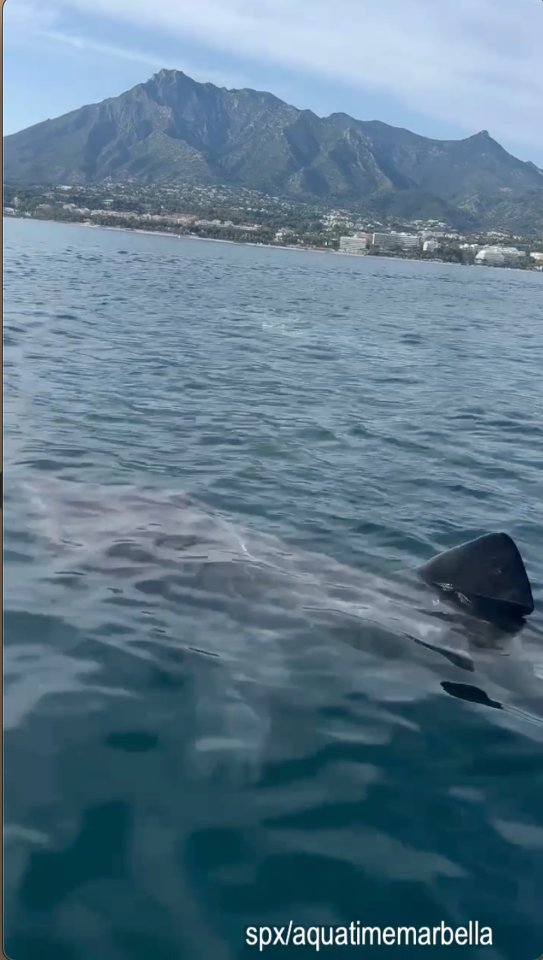 A 12-meter basking shark swimming near the beaches of Marbella.