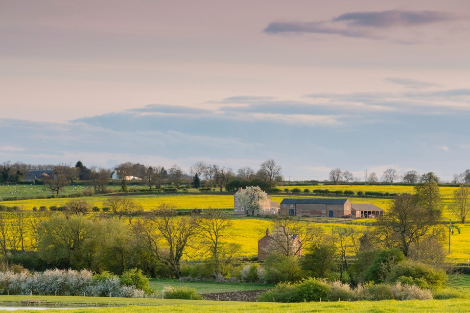 Farmhouse and barns in a yellow field.
