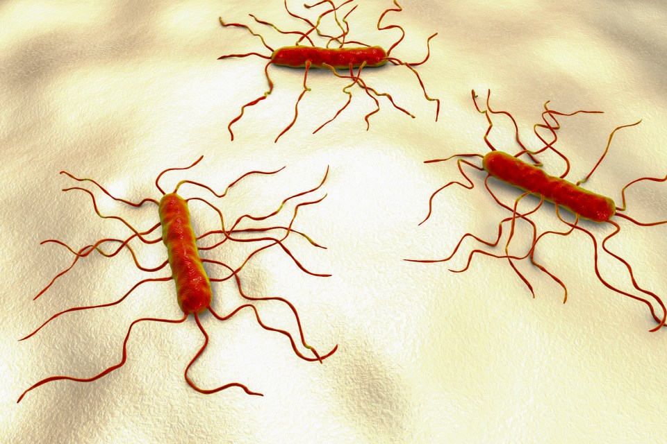 Illustration of Listeria monocytogenes bacteria.