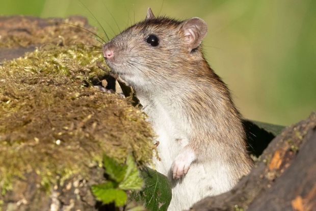 An image collage containing 1 images, Image 1 shows Rat peeking out from behind moss-covered wood