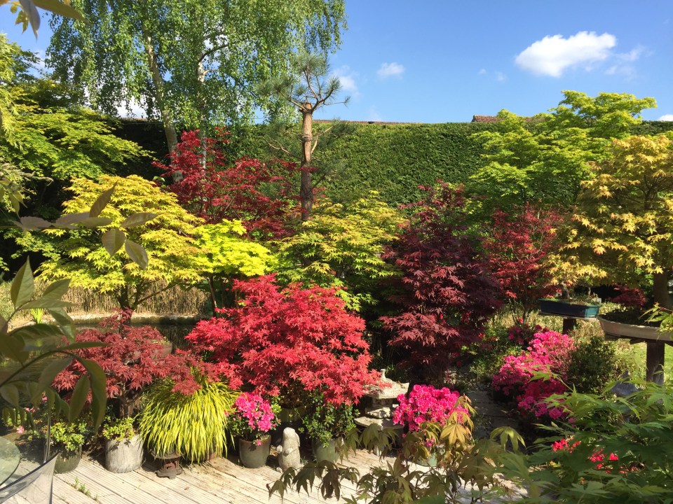 Landscaped garden with Japanese maples, koi pond, and azaleas.