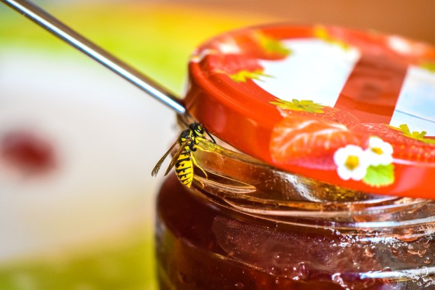 Wasp on a jam jar.