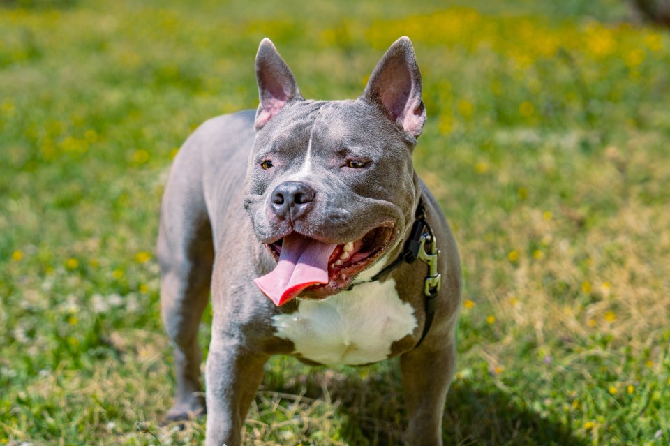 Young American Bully dog on grass.