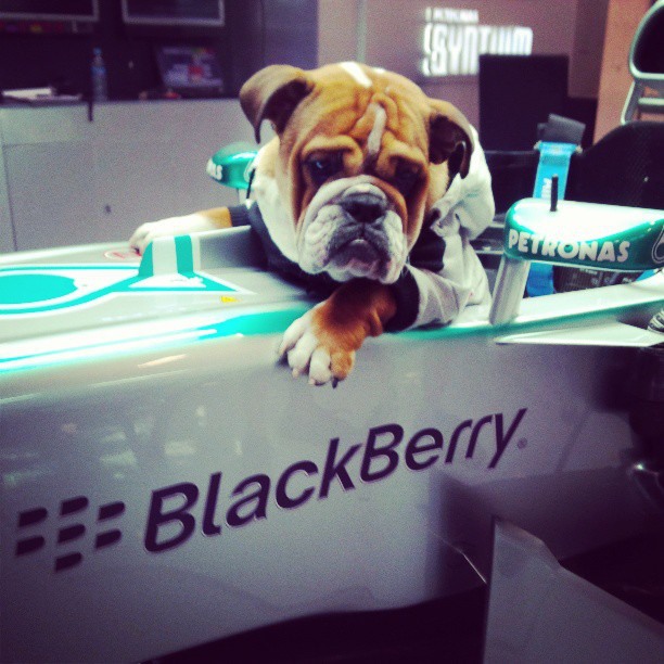 Bulldog sitting on a race car.