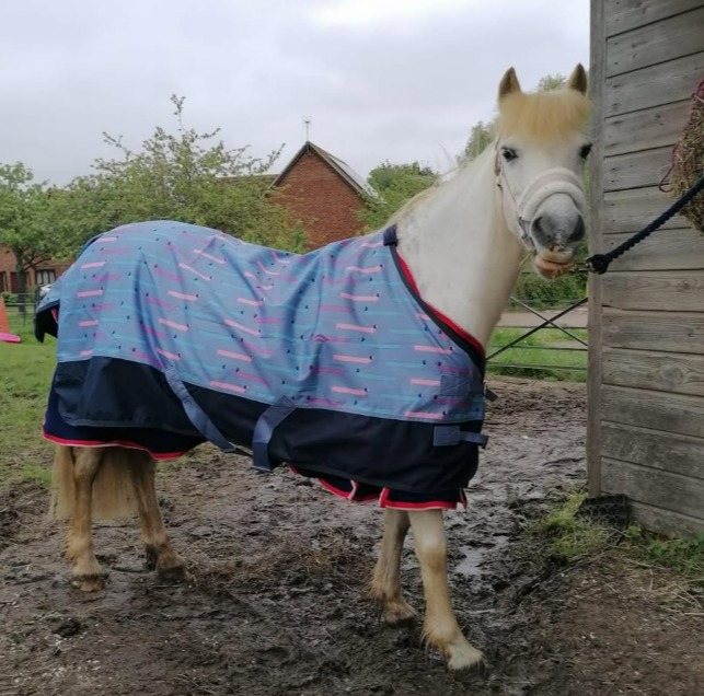 Pony wearing a patterned horse rug.