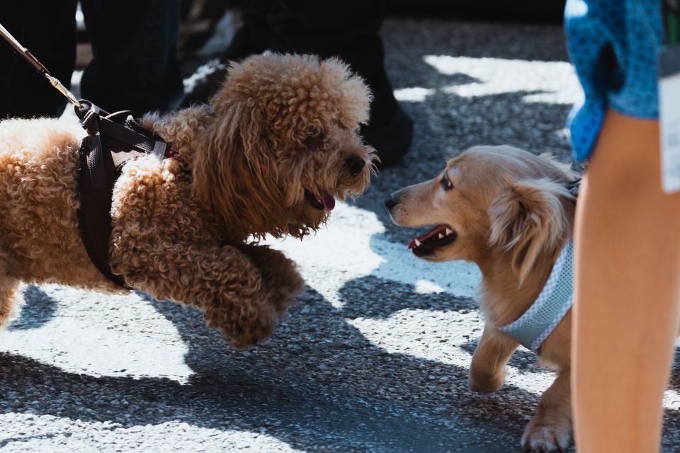 Two dogs, Leo and Simba, playing in the Formula 1 paddock.