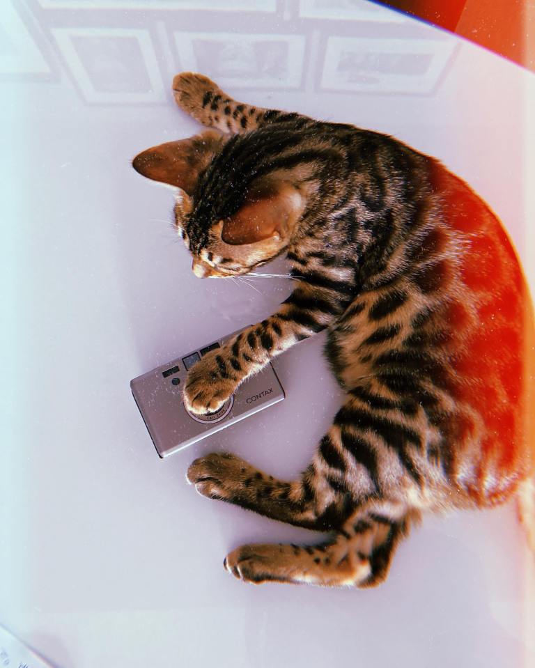 Bengal cat lying on a table next to a Contax camera.