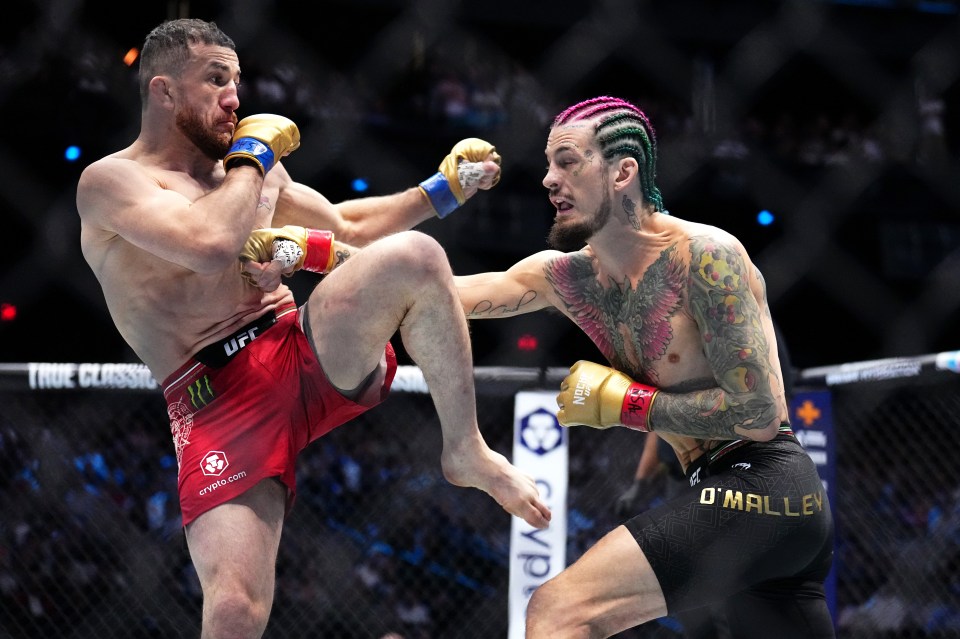 Sean O'Malley striking Merab Dvalishvili in a UFC bantamweight championship fight.