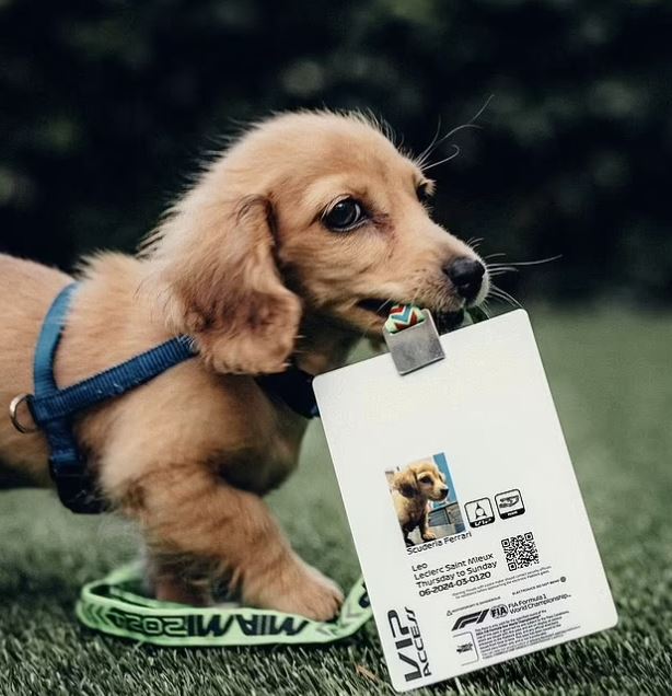 Puppy holding VIP pass.