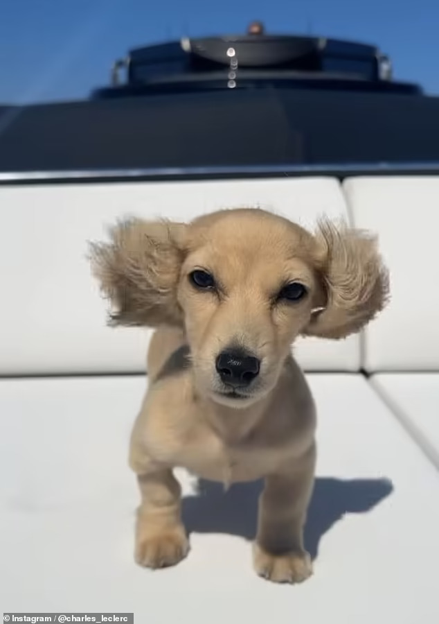 Leo, Charles Leclerc's dog, on a yacht.