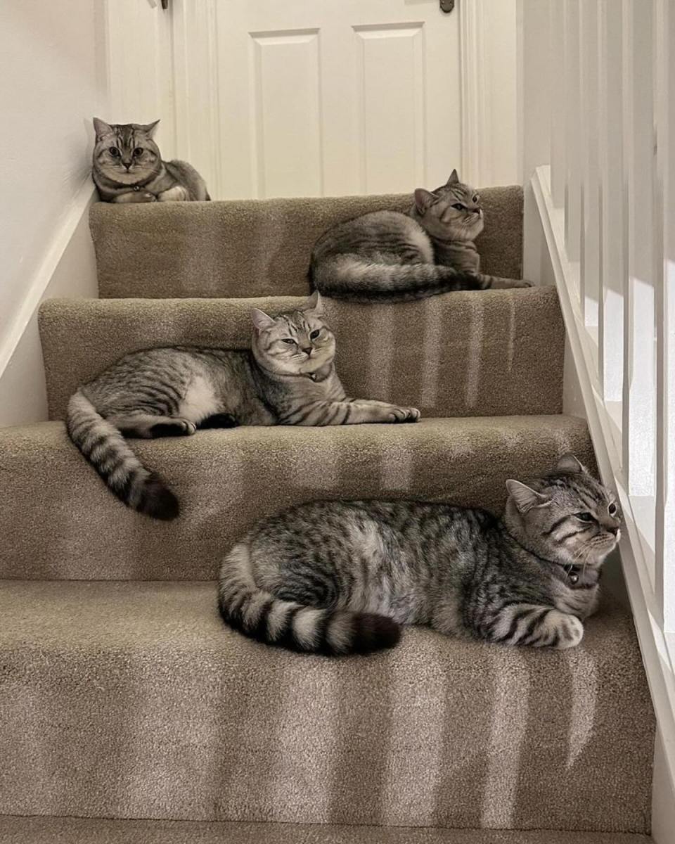Four grey tabby cats sitting on a carpeted staircase.