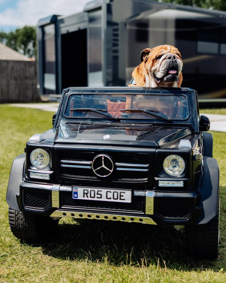 Bulldog in a toy car.