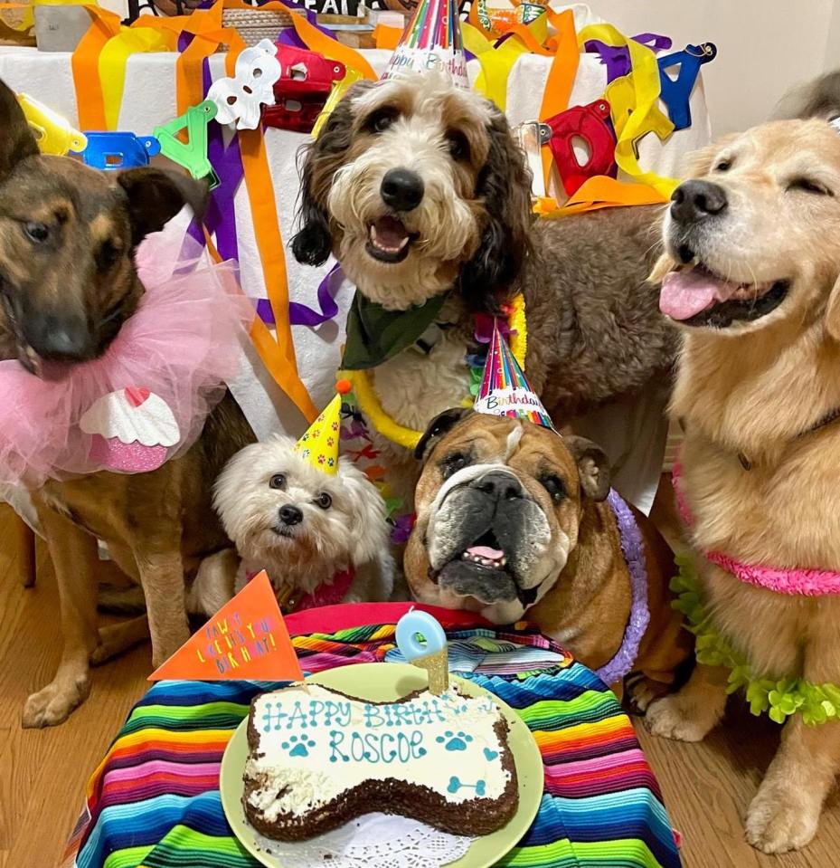 Five dogs at a birthday party with a bone-shaped cake.