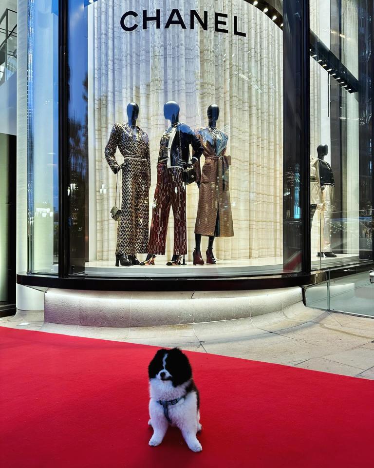 Small dog sitting on a red carpet in front of a Chanel store window.
